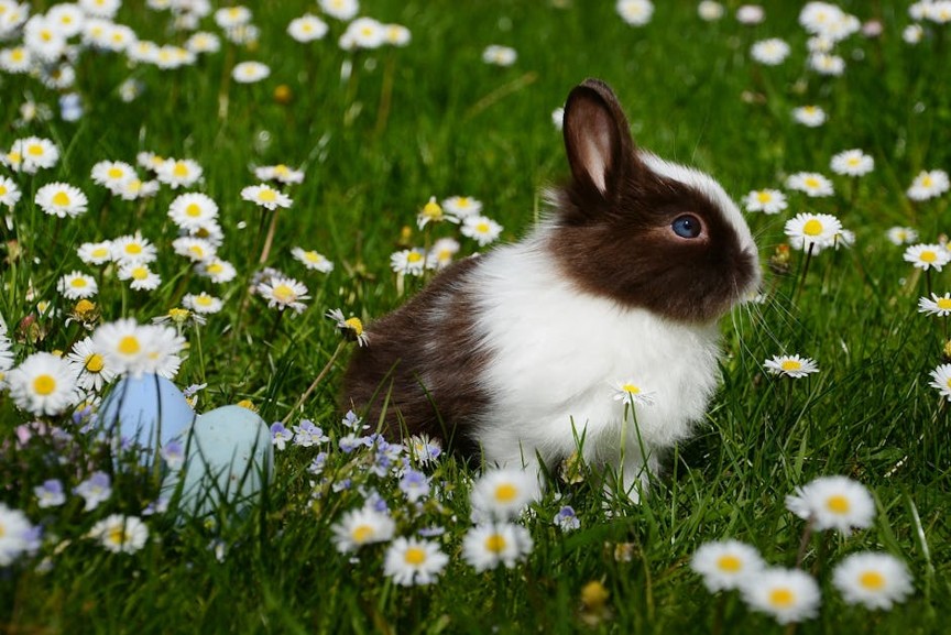 Pet